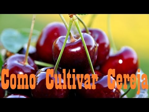 Vídeo: Seleção De Variedades E Cultivo De Cerejas Em Chalés De Verão E Na Jardinagem - 2