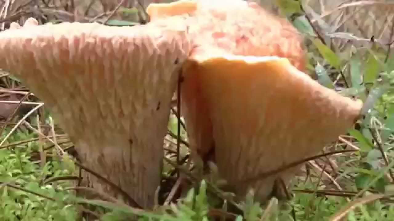 Turbinellus floccosus and some Graylings