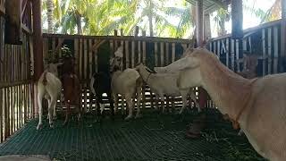 KANGKONG PARA SA ALAGANG KAMBING PABORITONG PAGKAIN NILA screenshot 4