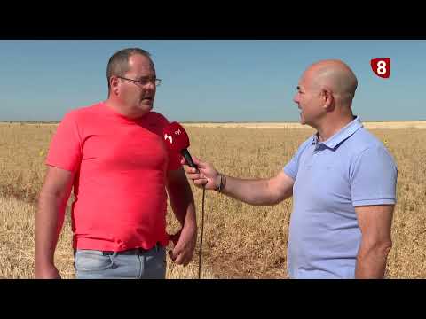 CHICKPEA HARVEST - Campo Salmantino, August 10, 2026