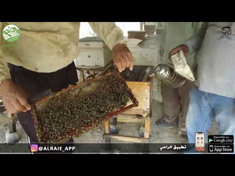 عسل نوارة طبيعي مزرعة الوعب