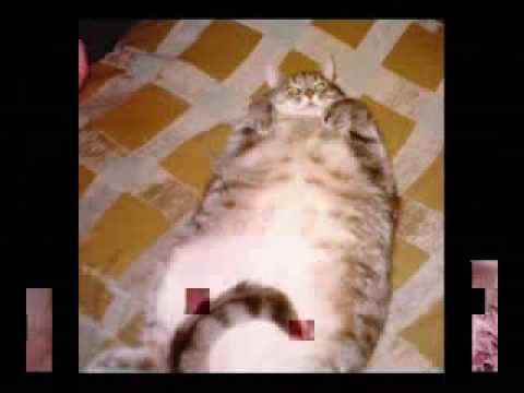 Video: Gör Spaying Och Neutrering Katter Feta - Nutrition Nuggets Cat