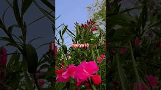 Oleander: Summer's best hardy flower plant #flowers #oleander #summer #shorts