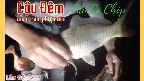 Câu cá chép tự nhiên câu đêm - kỹ năng và kinh nghiệm
