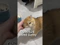 Thanks to GS-441524, Sunny has regained a normal life #fip #gs441524 #cathealth #cat