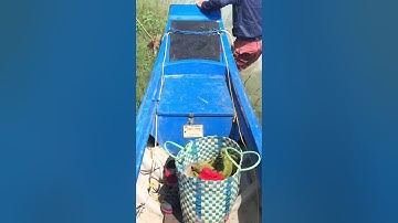 Mùa cá rô biển Hồ Dầu Tiếng