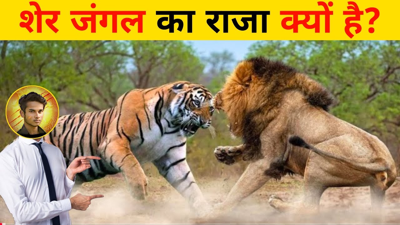 शेर जंगल का राजा क्यों है? 🦁 | Amazing Lion Facts | Shorts 