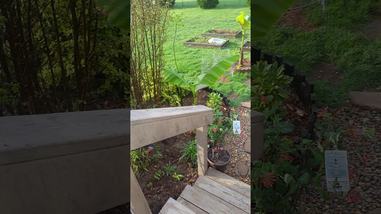 Zone 6 Tropical garden update #1