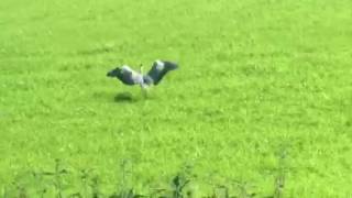 Heron VS Weasel