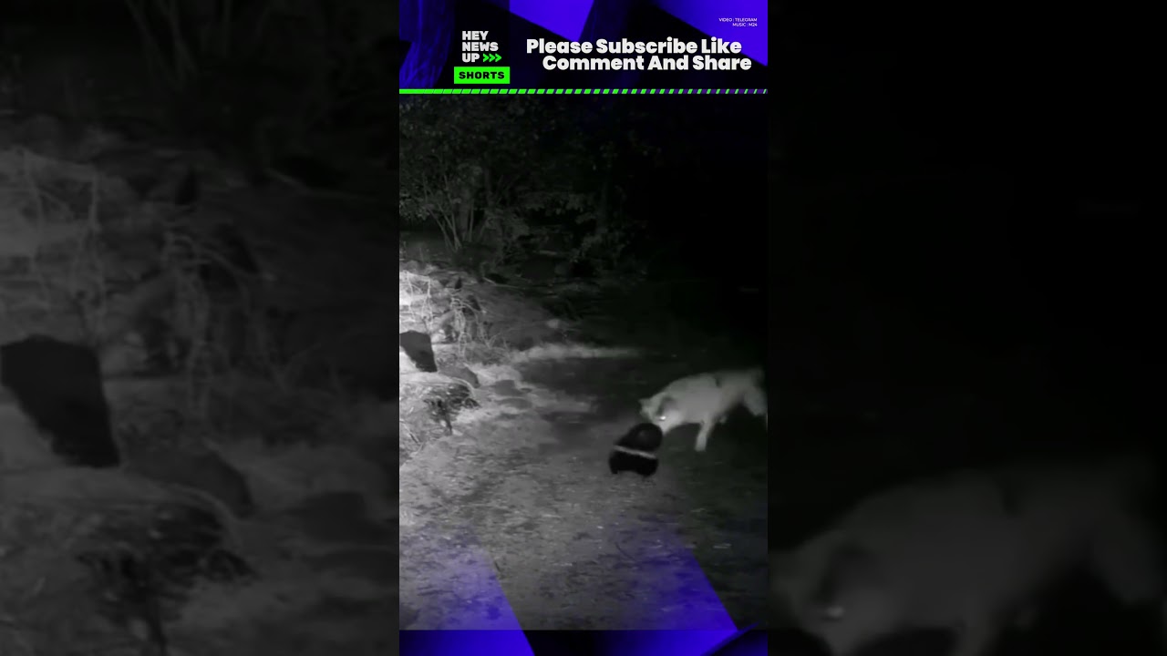 Волк пытается напасть на скунса, но терпит неудачу 