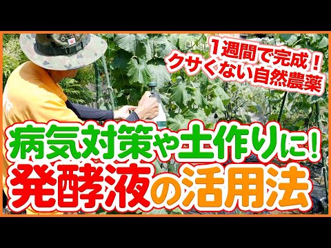 野菜の発酵、初心者でも簡単に成功させるコツ