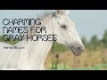 400 charming names for gray horses