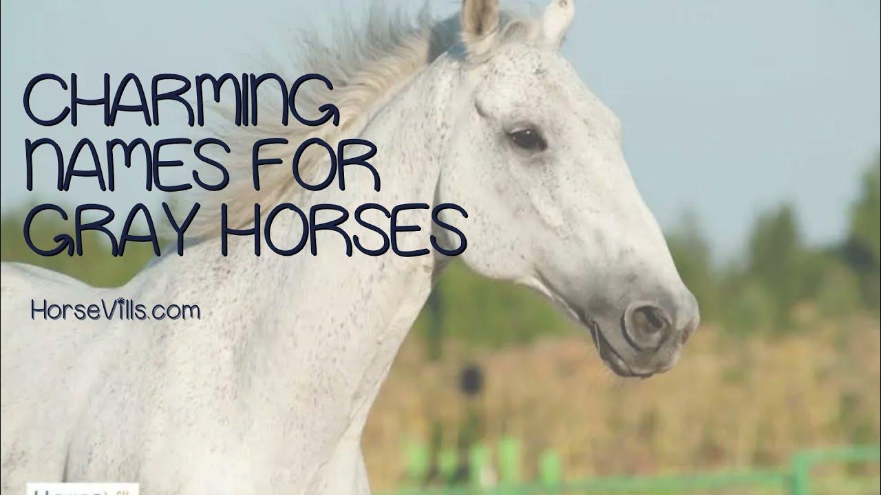 400+ Charming Names for Gray Horses YouTube