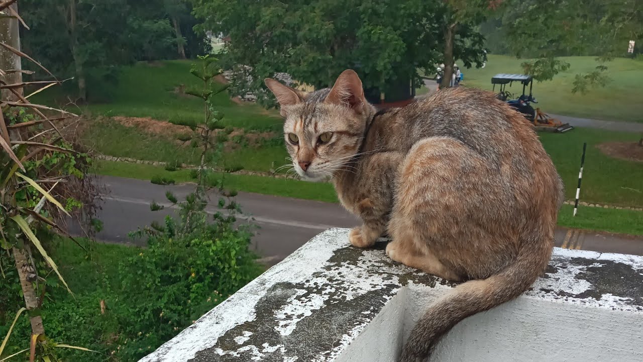 Today Cats & kittens are 668 and 573 & 522 & 516 & 509 & 418 & 344