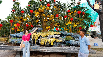 Choáng Ngợp Siêu Bưởi Diễn Tết khổng lồ 300 triệu/chậu Tắc Bonsai cực đẹp ở Chợ Hoa Tết 2025 Sài Gòn