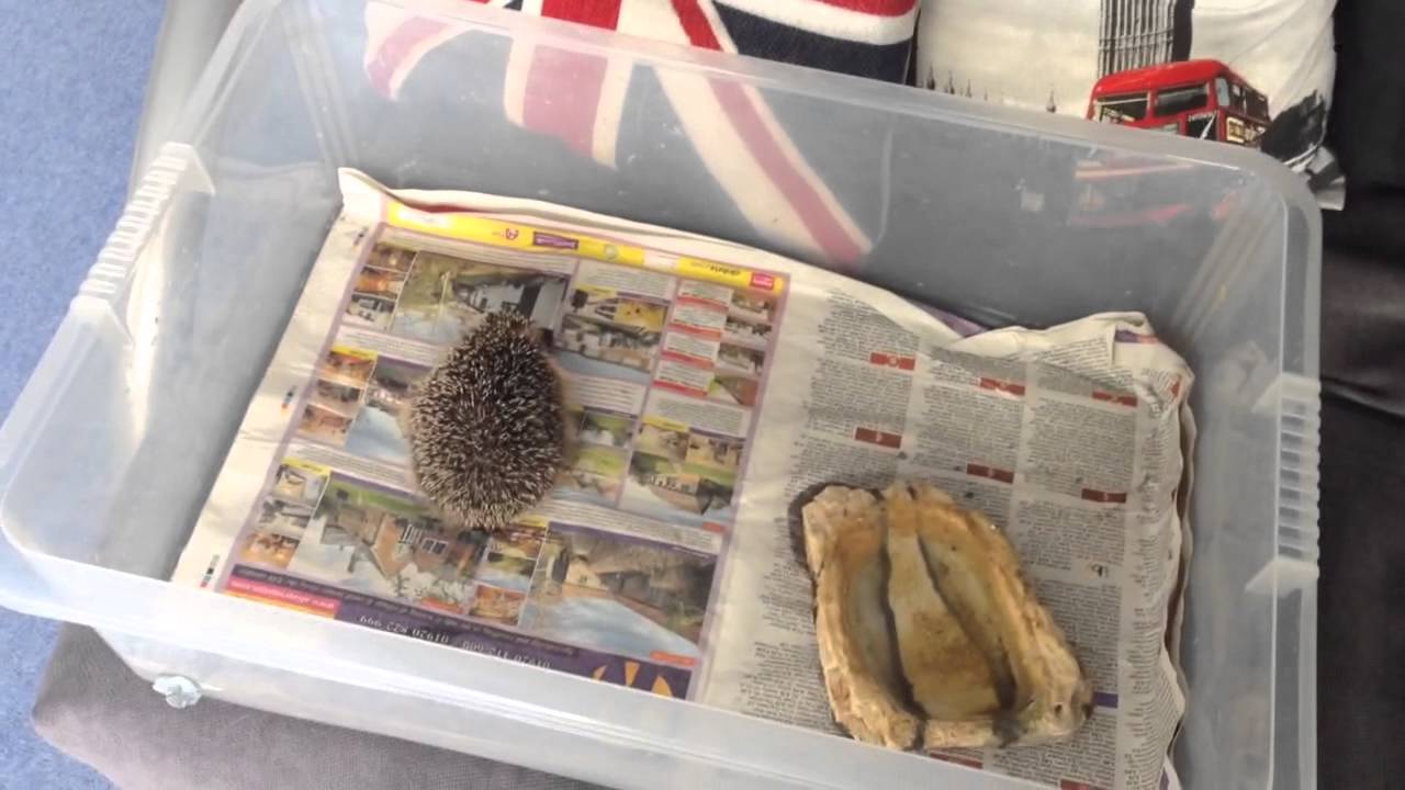 Hedgehog RESCUE! - YouTube
