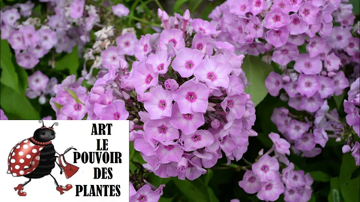 Conseils jardinage: Phlox paniculata: Taille et entretien: Plante vivace