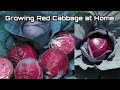 How to Grow Red Cabbage from Seeds at Home / Easy way to Grow Red Cabbage for Beginners by NY SOKHOM