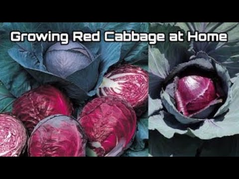 Video: Omero Red Cabbage Variety – Paano Magtanim ng Omero Cabbage Plant