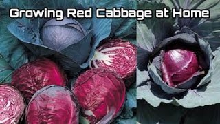 How to Grow Red Cabbage from Seeds at Home / Easy way to Grow Red Cabbage for Beginners by NY SOKHOM