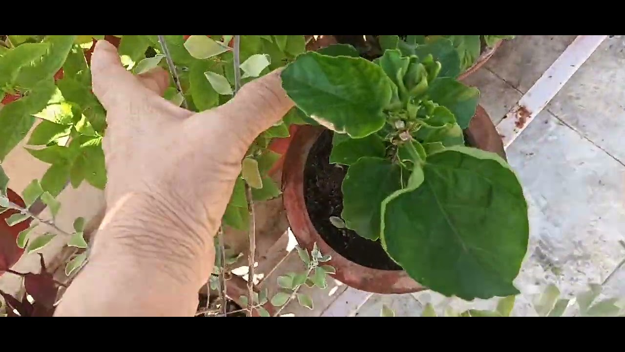 My Organic Terrace Garden short video # - YouTube