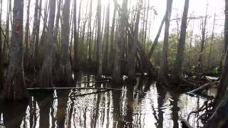 Honey Island Swamp Tour