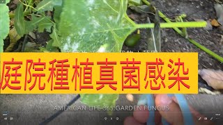 庭院種植真菌感染- Fungal Infection in Garden
