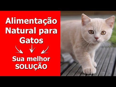 Vídeo: A Transição Do Gato De Uma 'dieta De Cuidados Intensivos' Para Uma Alimentação Regular