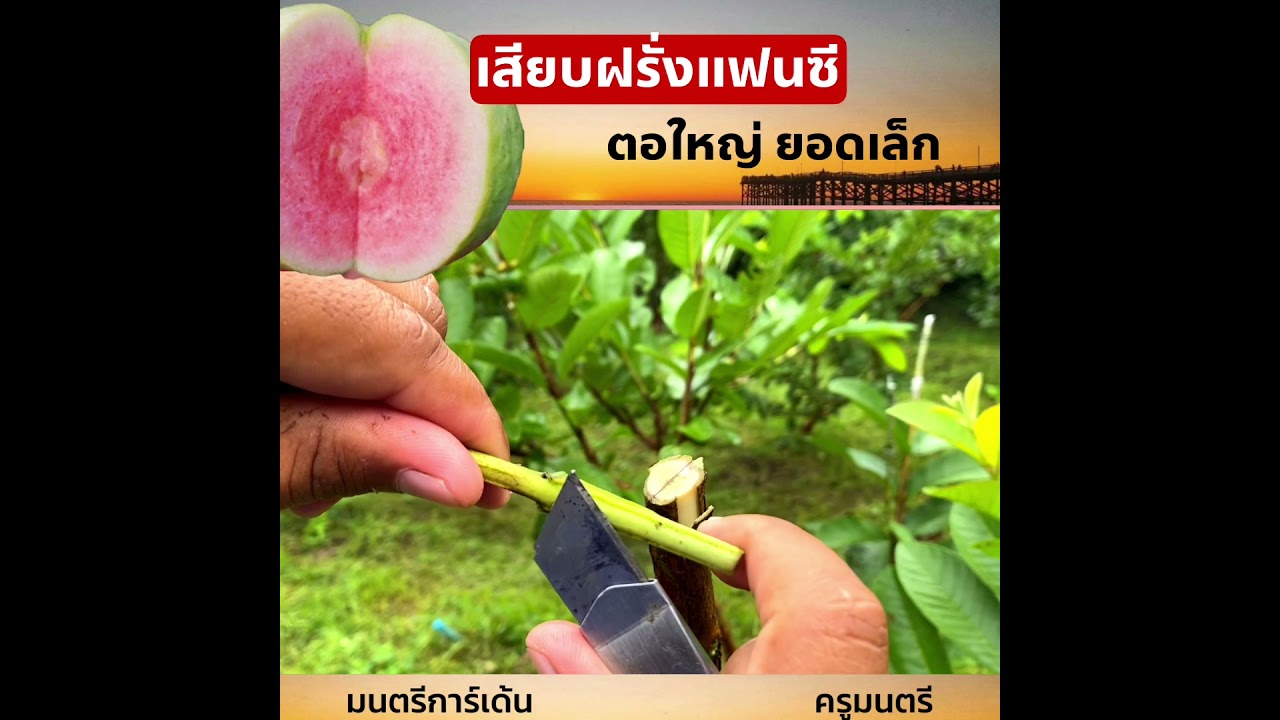 เสียบฝรั่งแฟนซีต้นใหญ่