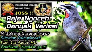 Masteran Burung Luar Negeri Suara Unik Asli HD AUDIO - Siberian Rubythroat (Luscinia calliope)