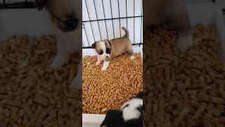 4 wk LC Chihuahua puppies