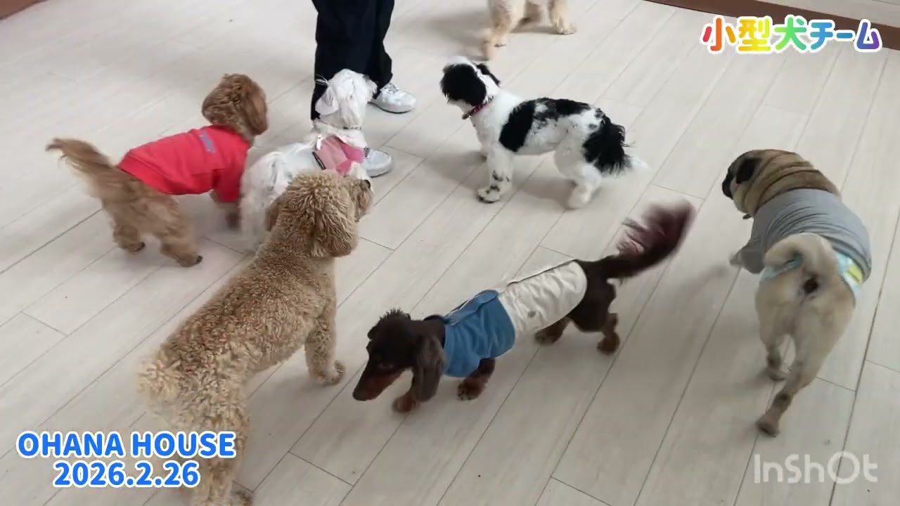 広場あそび（小型犬チーム）