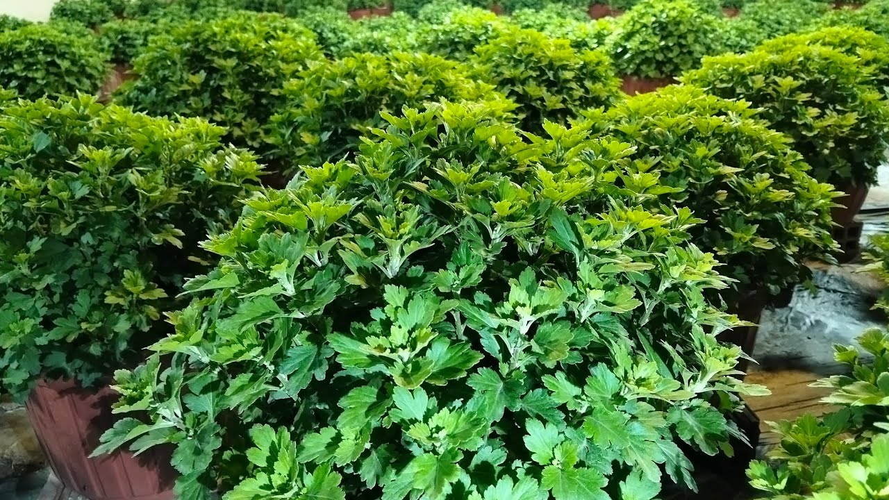 Cách xử lý và chuẩn bị cơi cuối cho cây cúc hà lan 