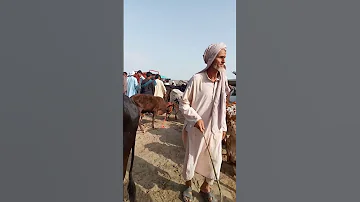 Bakra Mandi Mianwali Punjab Agriculture Farming Machine Tractor Village Villagelife Bakra 