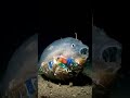 save the ocean🫨🫨......#ocean #fishes #miniature #facts #savelives