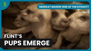 Flint’s Pups Venture Above Ground | Meerkat Manor: Rise of the Dynasty