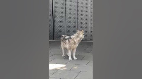 Anjing Alaskan Menggonggong Saat Adzan
