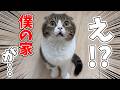 突然、家具の配置を変えてみたら猫がビックリして大変なことになりました…汗