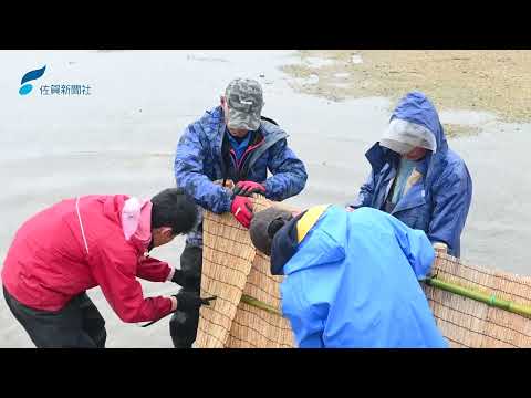 シロウオの仕掛け「梁」設置（2026年2月10日）