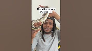 New video coming soon 👀🔥 lil behind the scenes for now 🐍🎬#youtubeshorts  #ballpython #BTS