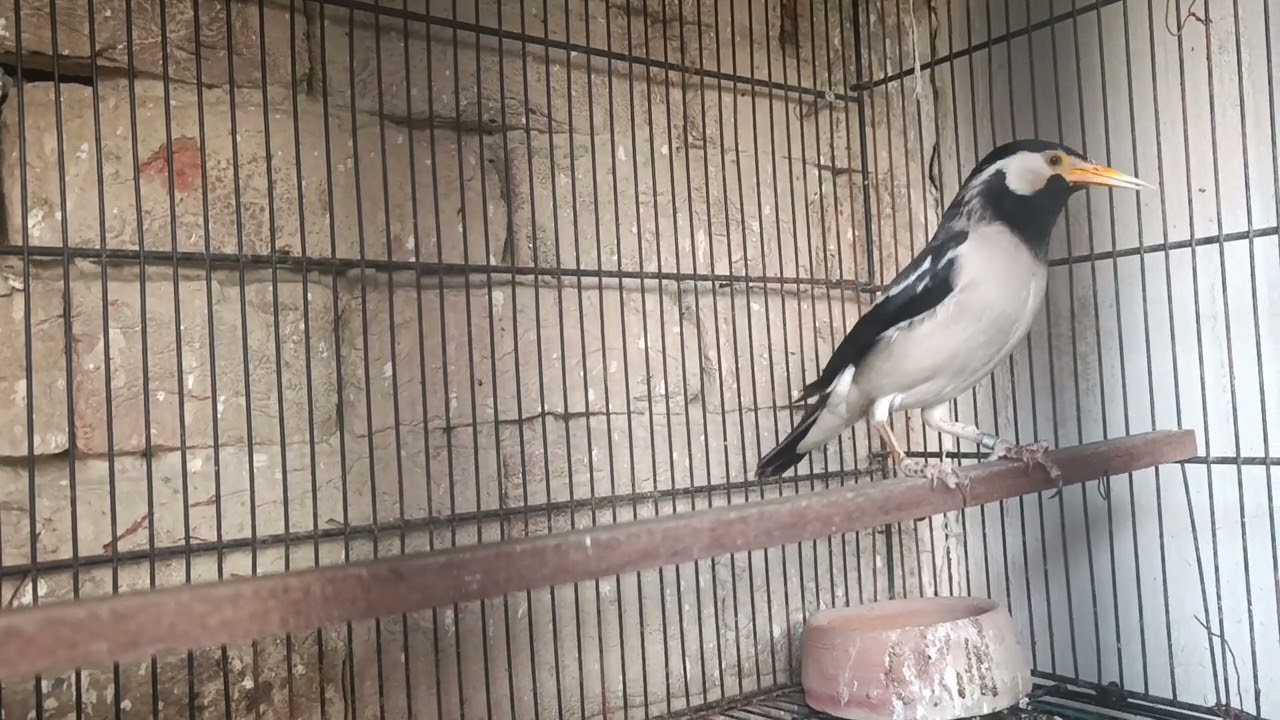 PIED, STARLING HAND RAISED BIRD  FOR SALE 