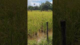 roça de arroz em lagoinha 2 esperantinopolis