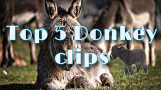 Top 5 Donkey clips || best moment of donkeys || 2022 edition