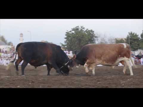 نارالجماهير والاعلان تصوير بوزيد