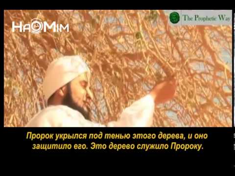 Благословенный Путь Пророка - Хабиб Али Джифри.