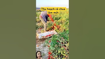 Bất ngờ cách thu hoạch cà chua làm mứt của người Trung Quốc