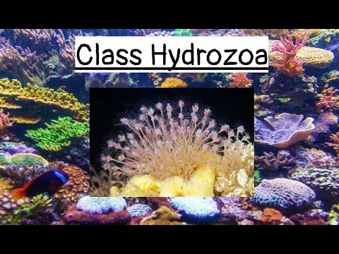 Class Hydrozoa