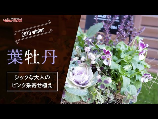 葉牡丹の寄せ植え -シックな大人のピンク系-【冬の寄せ植え】 - YouTube