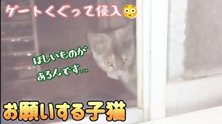 何か用?夜にゲートくぐって侵入する子猫の要求★野良猫・保護猫・サビ猫