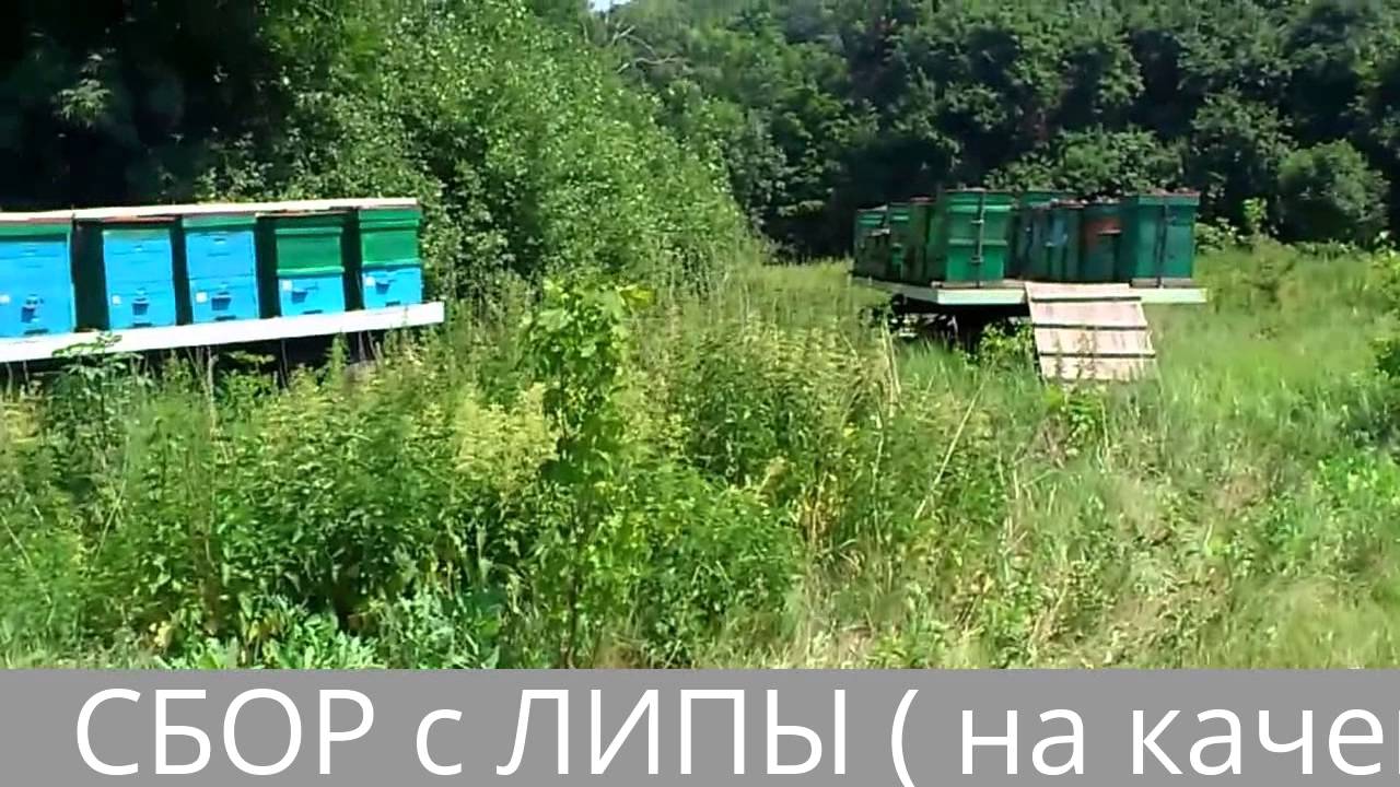 Сок липы на машине